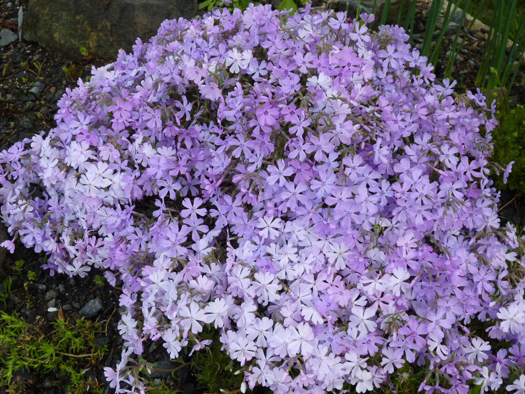 Phlox subulata 'Purple Beauty' photo